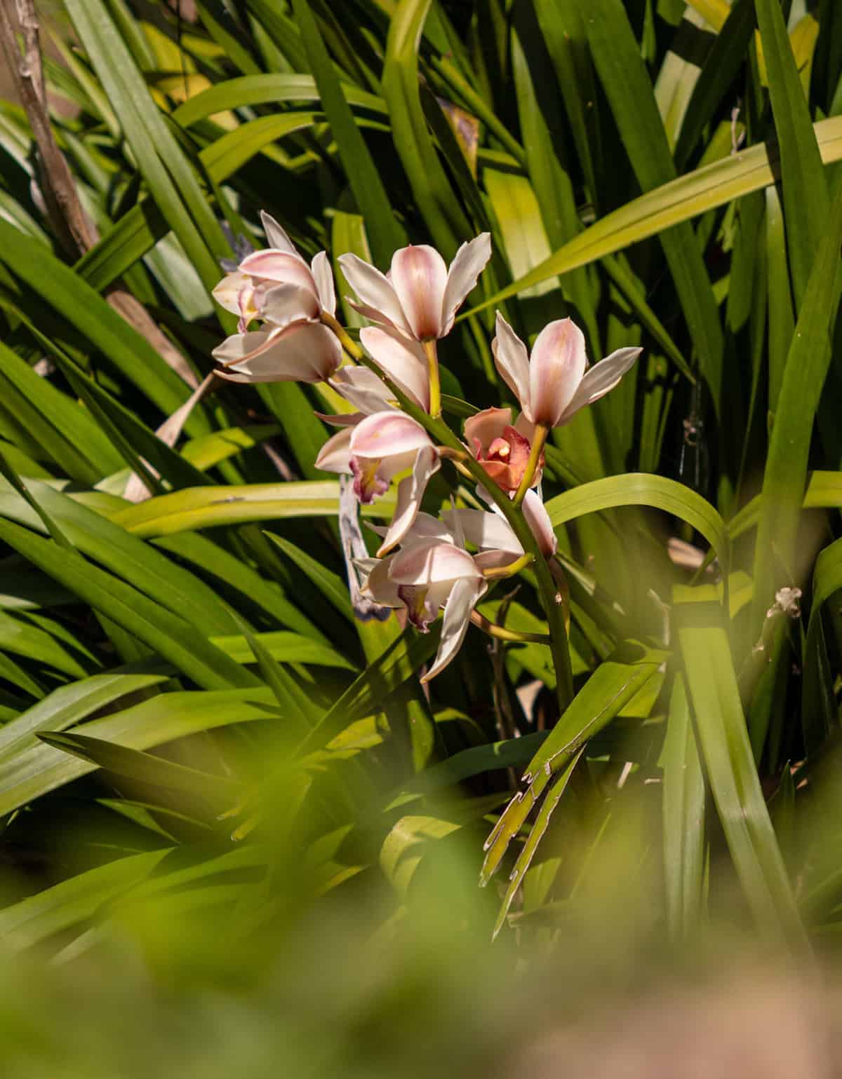 Pink orchid blooming among lush green foliage at CMS Finca Conejo Blanco.