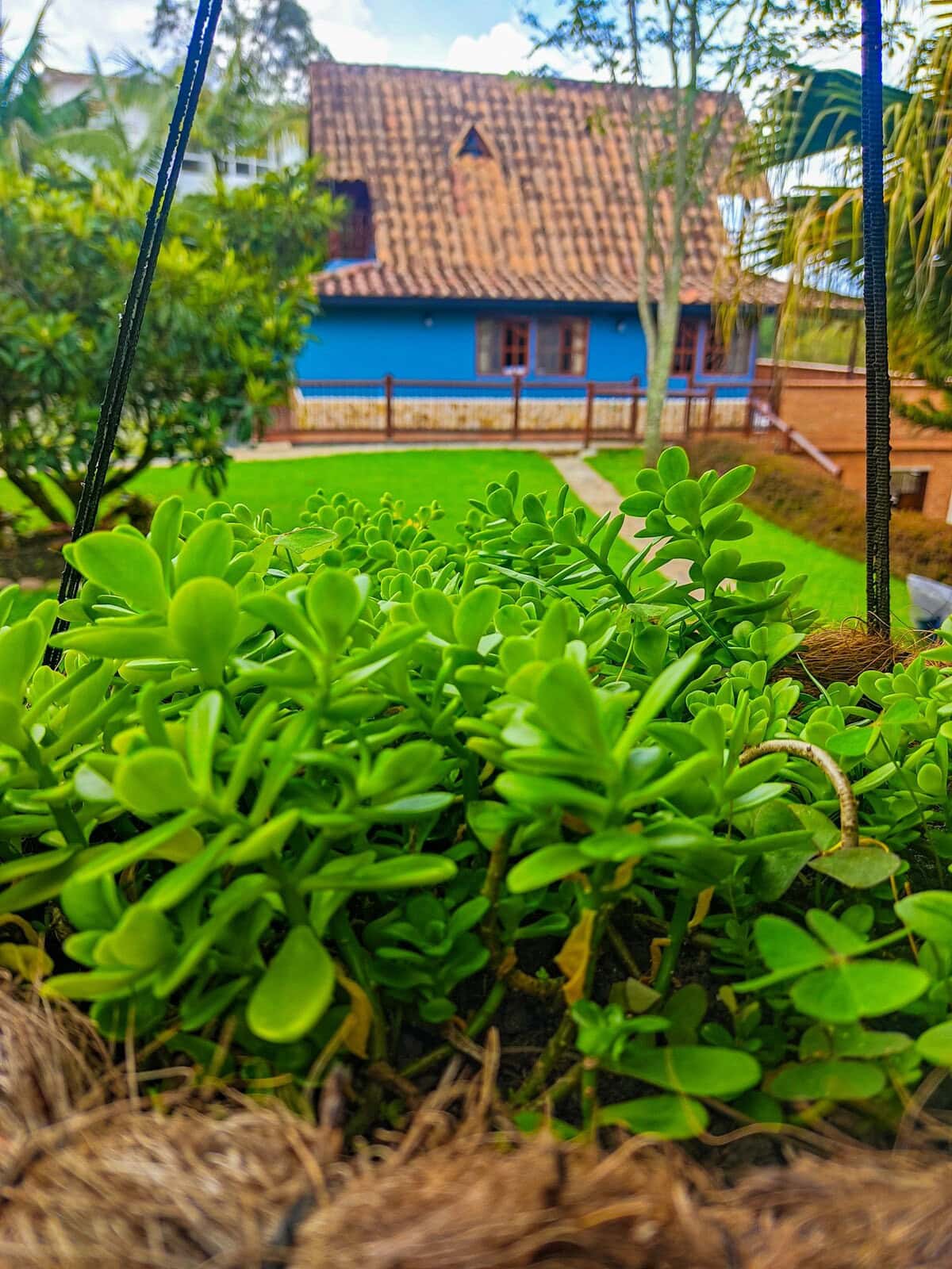 Lush green plants and colorful house at Finca Conejo Blanco